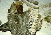Figure 1. Upper jawbone