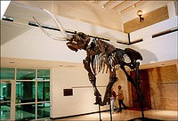 Figure 2.  Mastodon cast