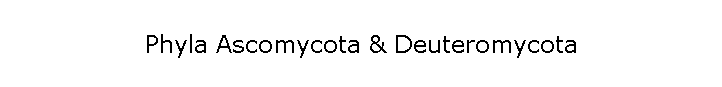 Phyla Ascomycota & Deuteromycota