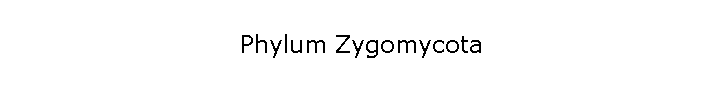 Phylum Zygomycota