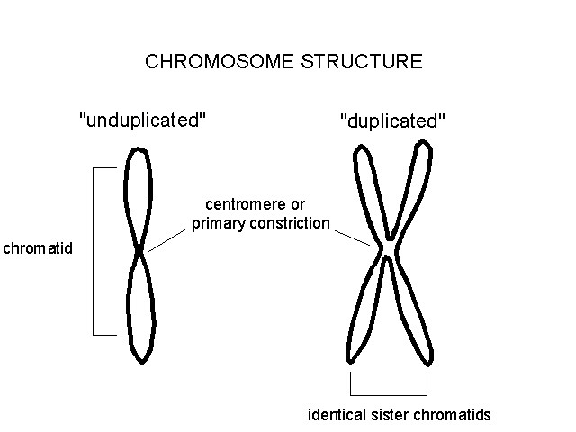 chromosomes in g1
