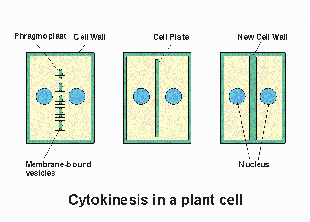 animal cell osmosis