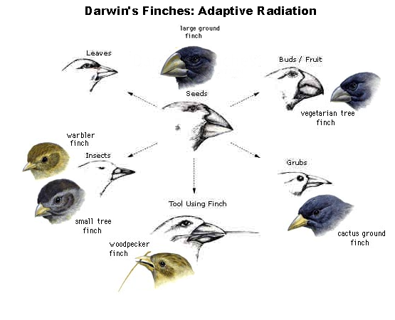 Essays darwin s theory of natural selection