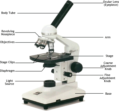 Compound Light microscope
