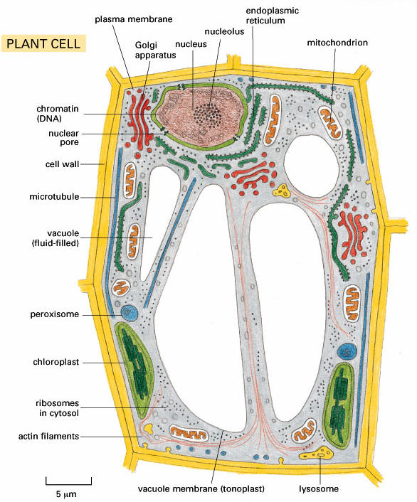 cell cycle mitosis. Cell Division: Mitosis and