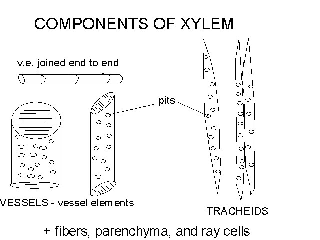 1 for Biology of Plants