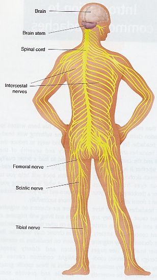 The brain and spinal cord form the central nervous system (CNS)